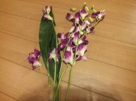 DSCF0088.JPG
