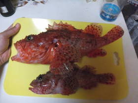 DSCF2922.JPG