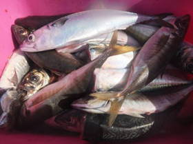 DSCF2993.JPG