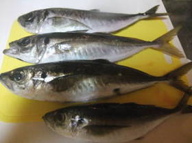 DSCF3043.JPG