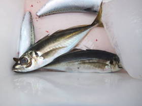 DSCF3092.JPG