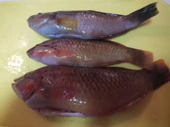 DSCF4332.JPG