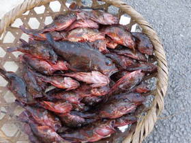 DSCN0257.JPG
