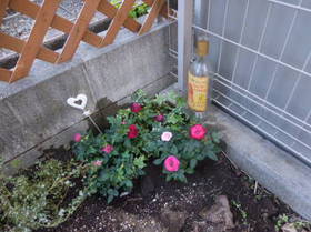 DSCN0356.JPG
