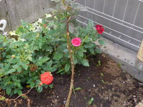 DSCN0535.JPG